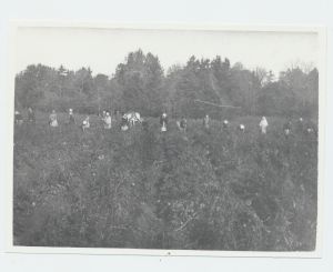 Kartulivõtmise talgud Kundas Aru talus 1928.a.