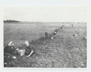 Koolilapsed kartulivõtul „Põlduri“ kolhoosis 1956.a.