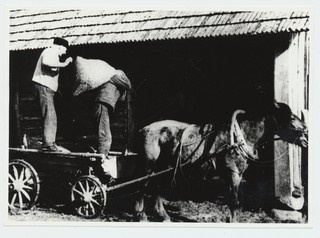 Viljaseemne mahalaadimine Inglistel Saare talu aita. Vastuvõtja laomees H.Kraam, kotte kannavad E.Riim ja A.Võsa
