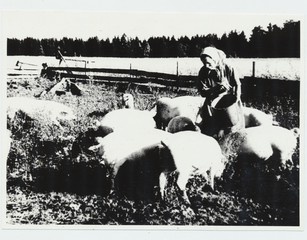 Ellen Nipernaadi, nuumsigade talitaja , Uuetoa laudas