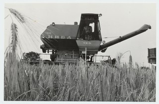 Kehtna NST viljakoristus, kombaini roolis tehnikumi praktikant