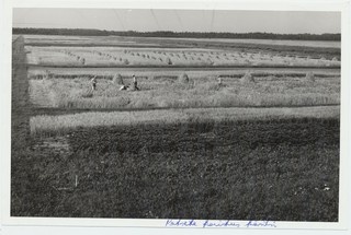 Kuusiku katsabaasi katselappide koristus