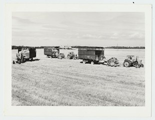 Mehhaniseeritud põhukoristus Rapla rajoonis