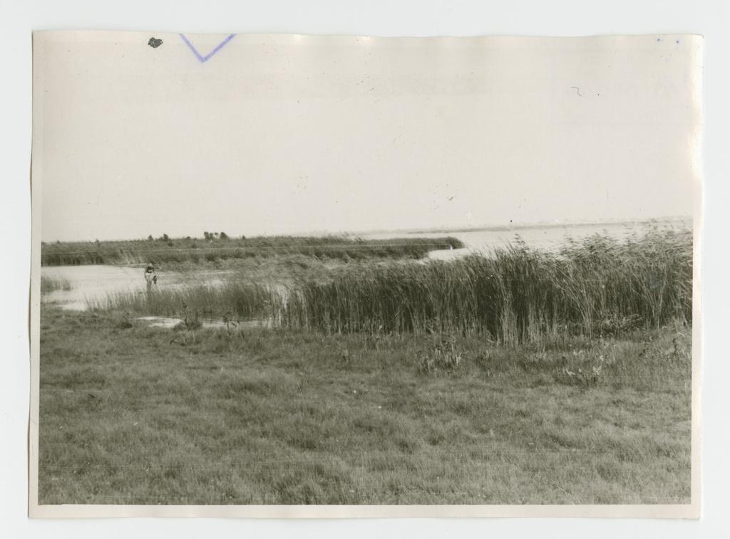 Linnulaht (Väikelaht)  Saaremaal