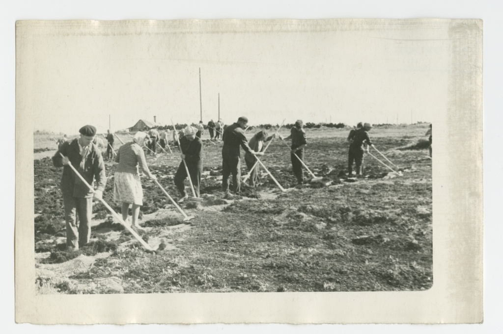 Kooliõpilased ja kolhoosnikud kuivatamas furtsellaariat Orjaku sadama lähedal