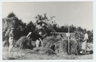 Velise-Nõlva küla „Sangari“ kolhoosipõllul 1949.a heina kokku panemas