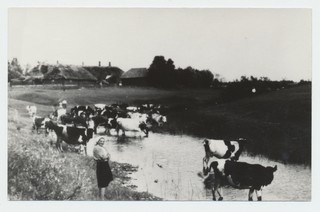 Kolhoos „Koit“ lüpsikari Päärdu jões joomas 1951.a.