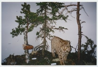 Näitus „Kodumetsade loomi ja linde“ Mahtra Talurahvamuuseumis