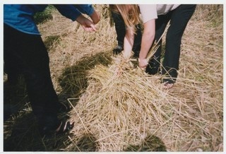 Rukkilõikus jaagupipäeval Mahtras