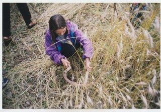 Rukkilõikus jaagupipäeval Mahtras