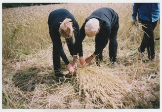 Rukkilõikus jaagupipäeval Mahtras