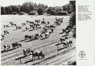 Kohila sovhoos. Adila osakonna lüpsikari karjamaal