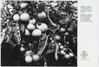 Kohila sovhoos. Tomatid sovhoosi aiandis, katmikala 2 ha.