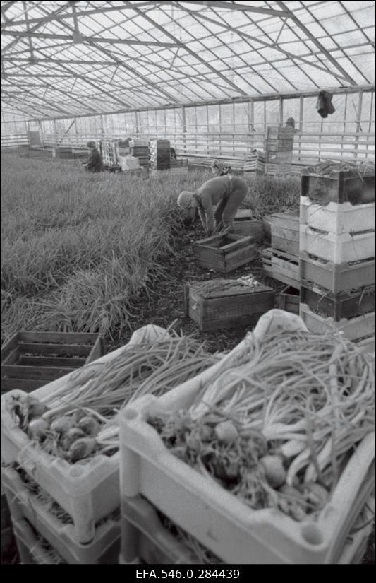 Tallinna Aiandussovhoos