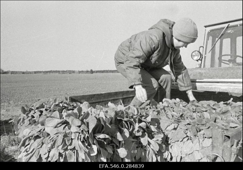Kevadtööd Ääsmäe sovhoosis