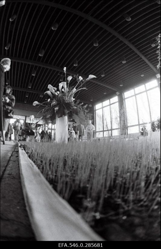 Lillenäitus Tallinna lillepaviljonis