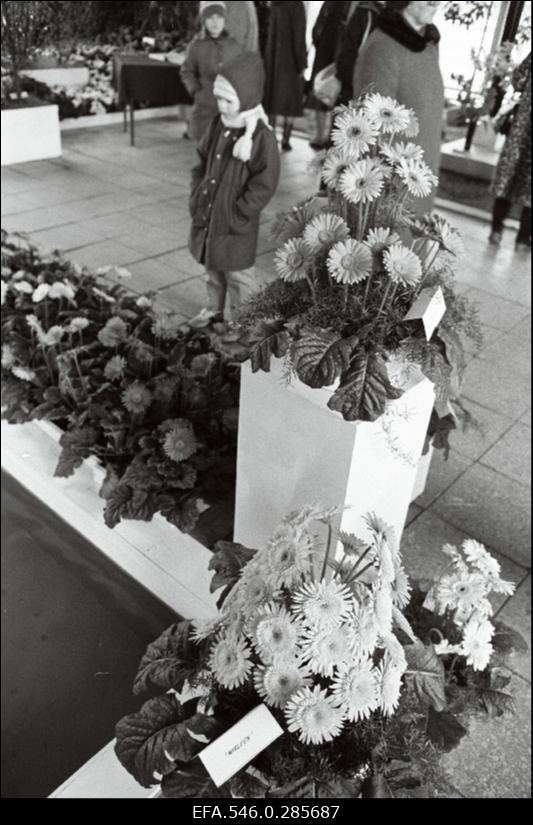 Lillenäitus Tallinna lillepaviljonis