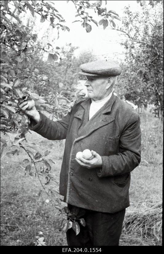 Harjumaa Rae valla talunik Jaan Raeda oma õunapuuaias.