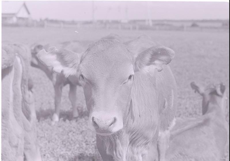 Roela sovhoosi vasikad karjamaal