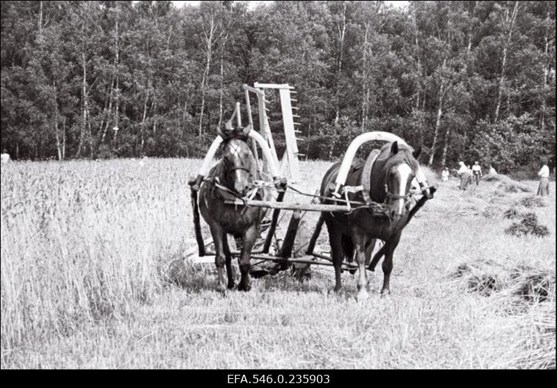 Lõikuspüha. Viljalõikus hobujõul.
