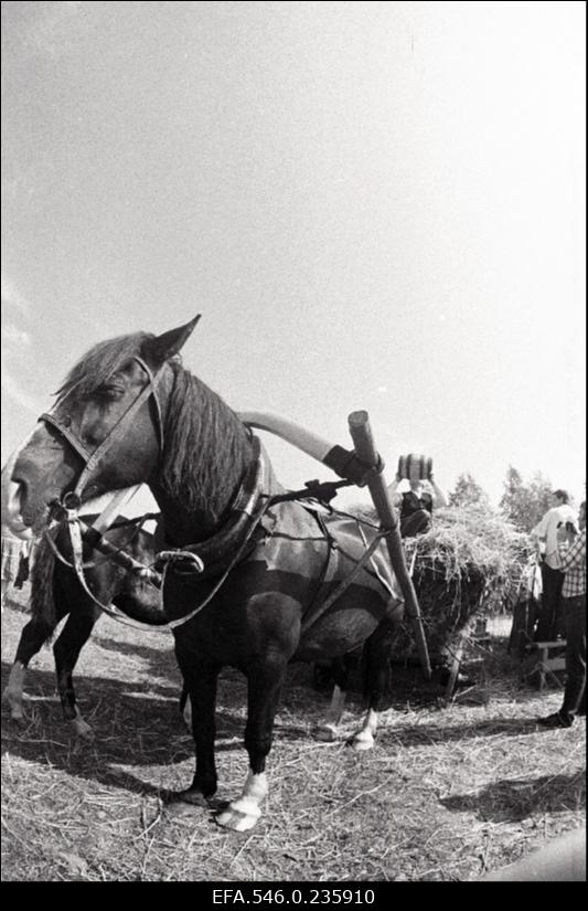 Lõikuspüha. Hobune põllutööl.