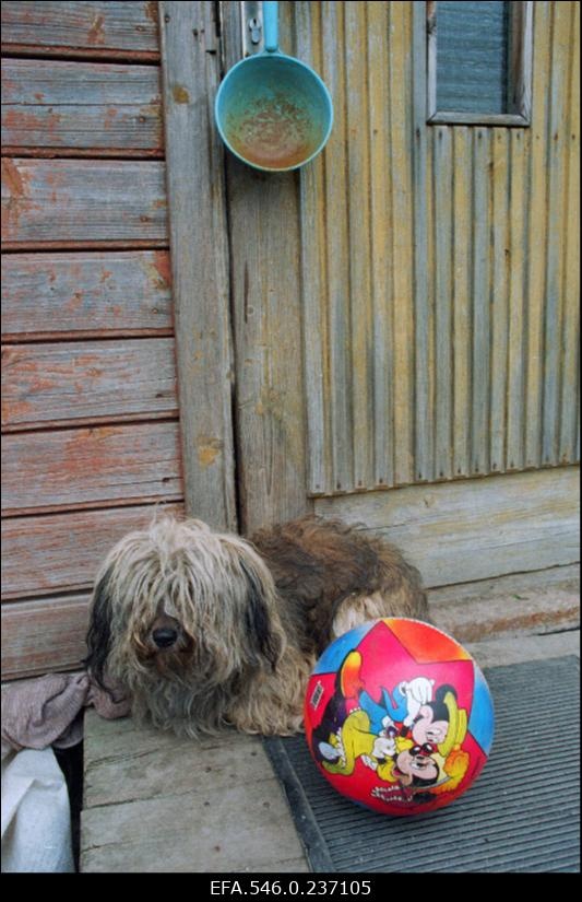 Koeranäss koja ukse ees kirju palli kõrval.