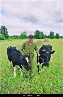 Talumees lehma ja mullikaga karjamaal.  duplicate photo