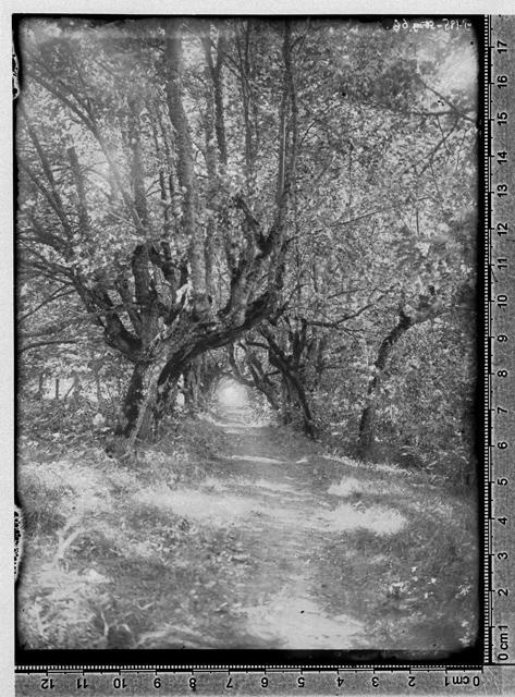 Lihula varemed: kõverate puude puiestee