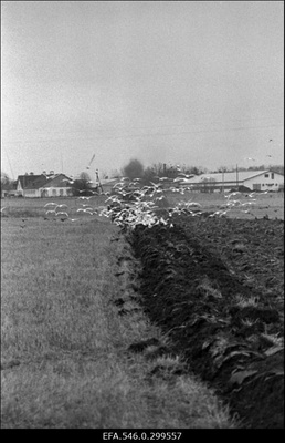 Kungla sovhoos.  similar photo