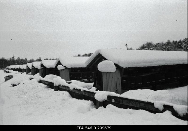 Ranna, sovhoos, Raku sovhoos.