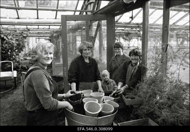 Halinga kolhoosi aiandi töötajad kasvuhoones.