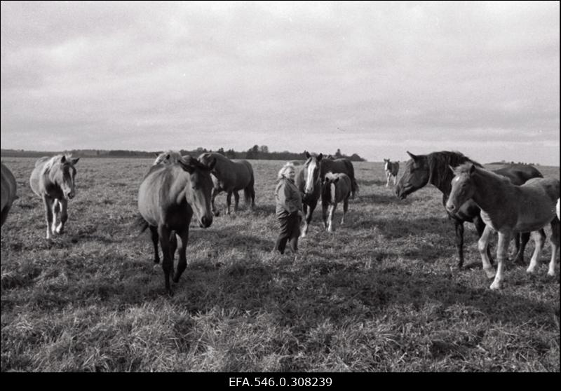 Ed. Vilde nim kolhoos.