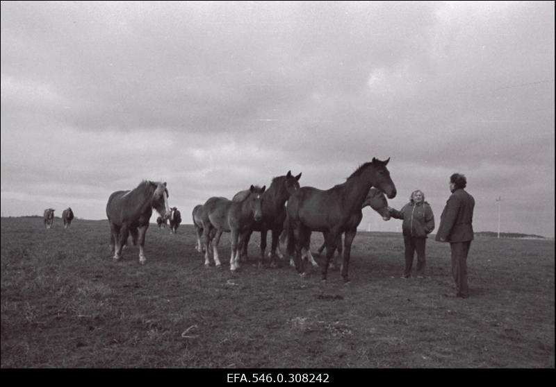 Ed. Vilde nim kolhoos.