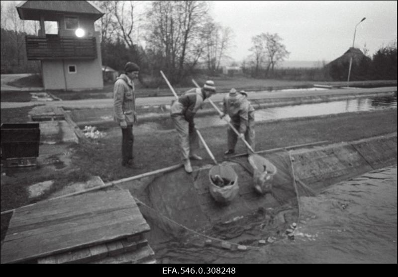 Ed. Vilde nim kolhoos.