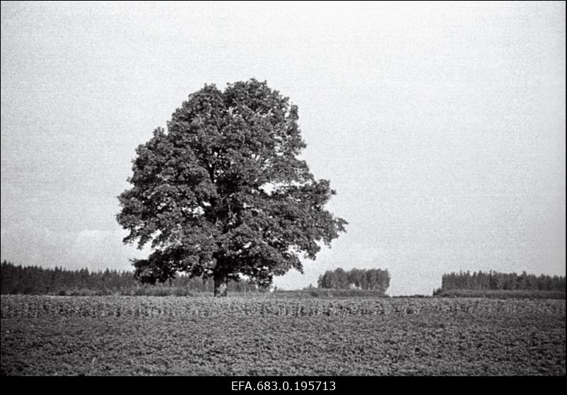Põlispuu Kaaruküla põllul.