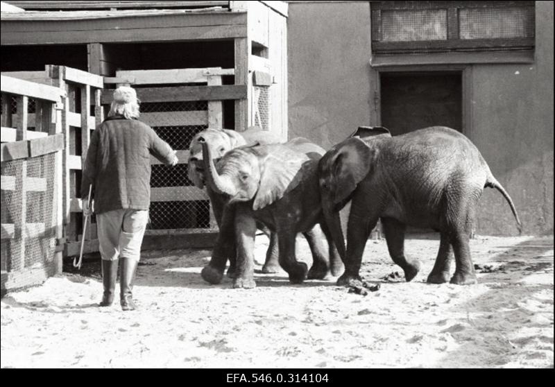 Elevandid Tallinna Loomaaias.