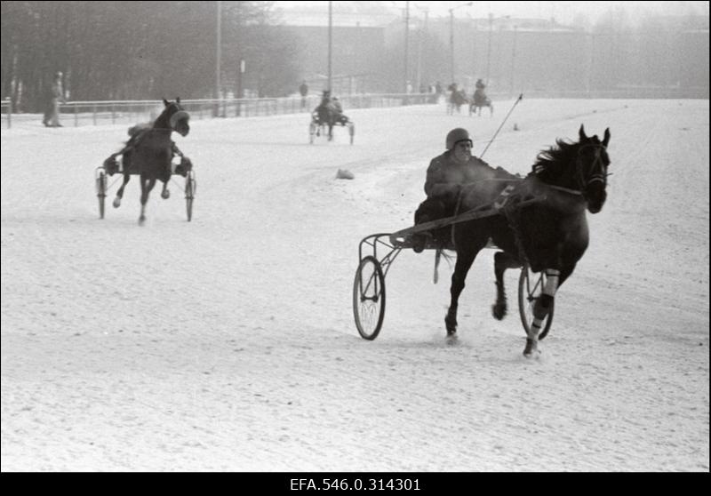 Töö Tallinna Hipodroomi hobustega. (H.Leppikson "Tallimees".)