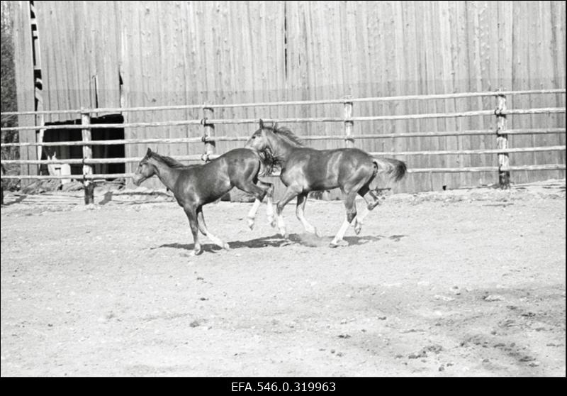 "Rahva Hääle" kolhoos, Hobusekasvatajate päev
