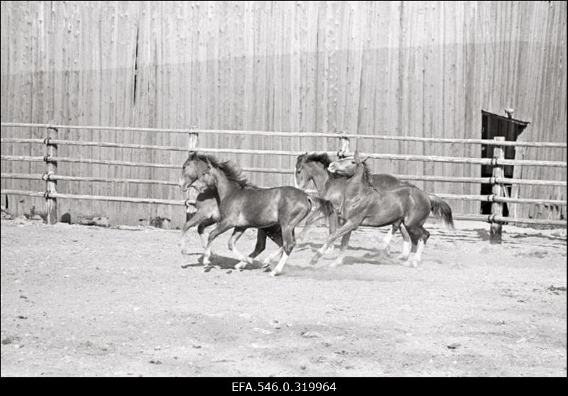 "Rahva Hääle" kolhoos, Hobusekasvatajate päev
