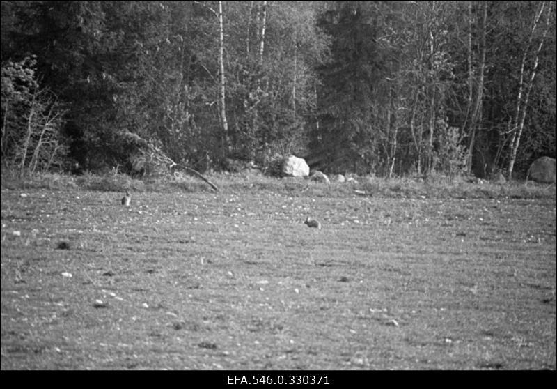 Kurepaar põllul korstna otsas. Inimene metsas pildistamas.