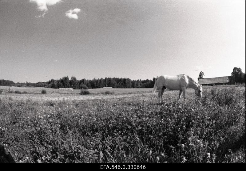 Lõuna-Eesti talupidamine. Matkamine.