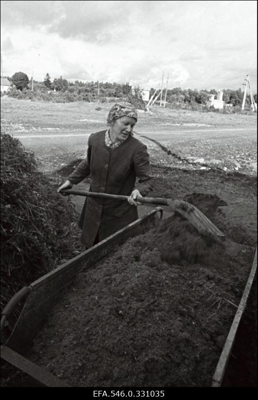 Kingissepa. Lenini nim kolhoos. Saare tööline.