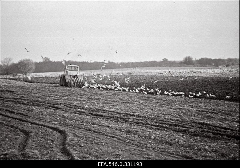 Nõmmeküla sovhoos. Kündja.