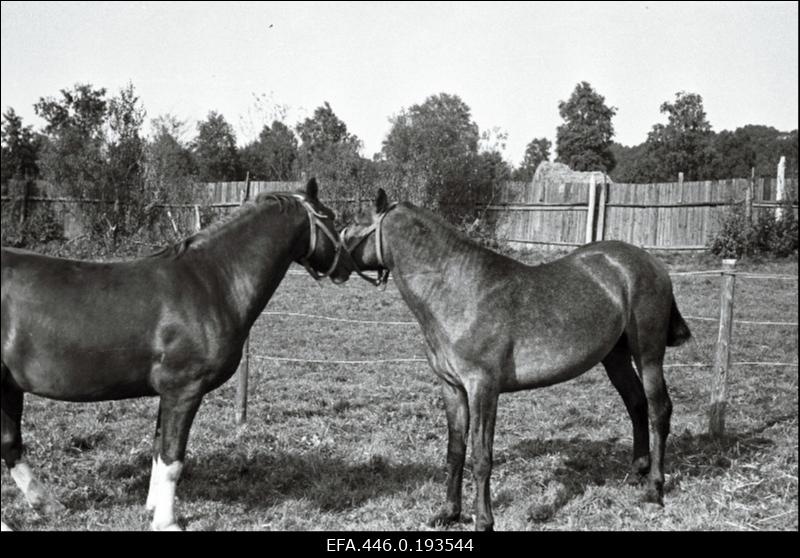Hobused põllumajandusnäitusel Tallinna Eesti Põllumeeste Seltsi näituseväljakul.