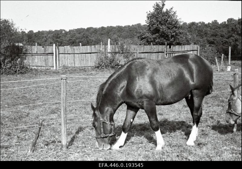Hobused põllumajandusnäitusel Tallinna Eesti Põllumeeste Seltsi näituseväljakul.