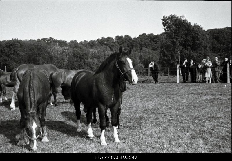 Hobused põllumajandusnäitusel Tallinna Eesti Põllumeeste Seltsi näituseväljakul.