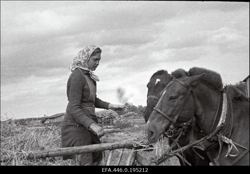 Töö rehepeksumasina juures; naine hobustega.