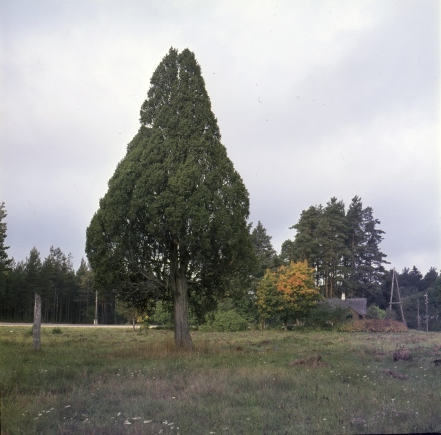 Viitna.