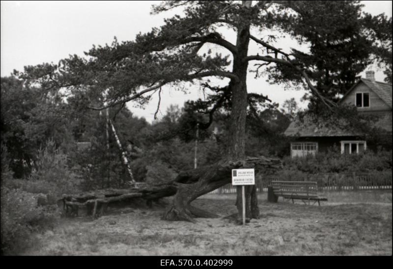 Looduskaitse all olev mänd Võsul.