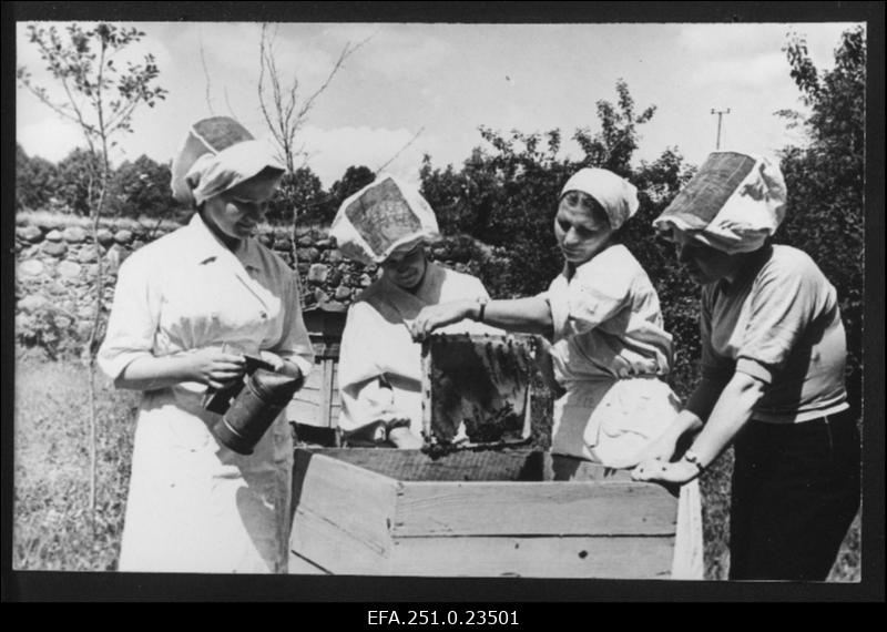 Olustvere Põllumajandustehnikumi õpilased Aino Siimu, Malle Teesaar ja Mare Tamme koos õppepraktika juhendaja Leida Suurkasega praktilistel töödel mesilas.